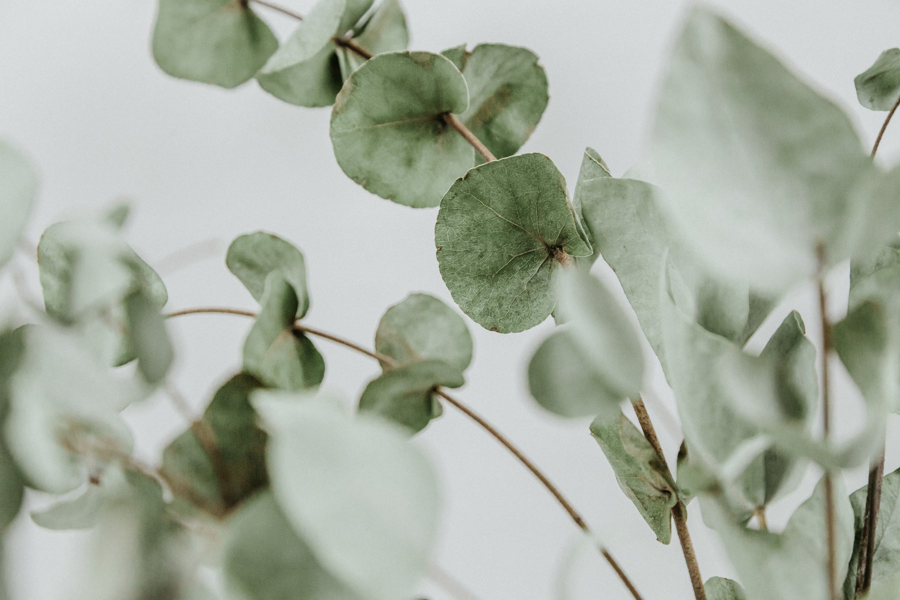 Nos tissus aux feuilles d'eucalyptus - tissuspipi.com