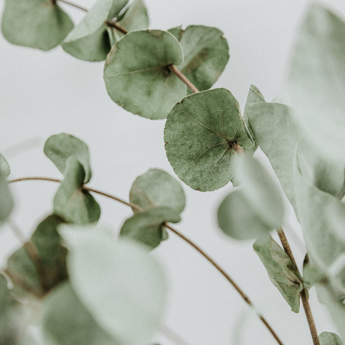 Nos tissus aux feuilles d'eucalyptus - tissuspipi.com
