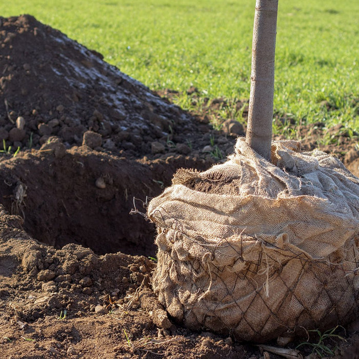 De la toile de jute pour protéger les arbres, troncs, végétaux et plantations - tissuspipi.com