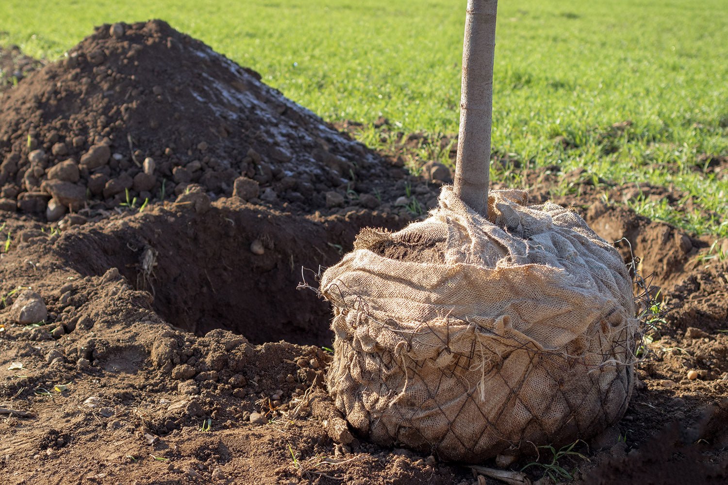 De la toile de jute pour protéger les arbres, troncs, végétaux et plantations - tissuspipi.com