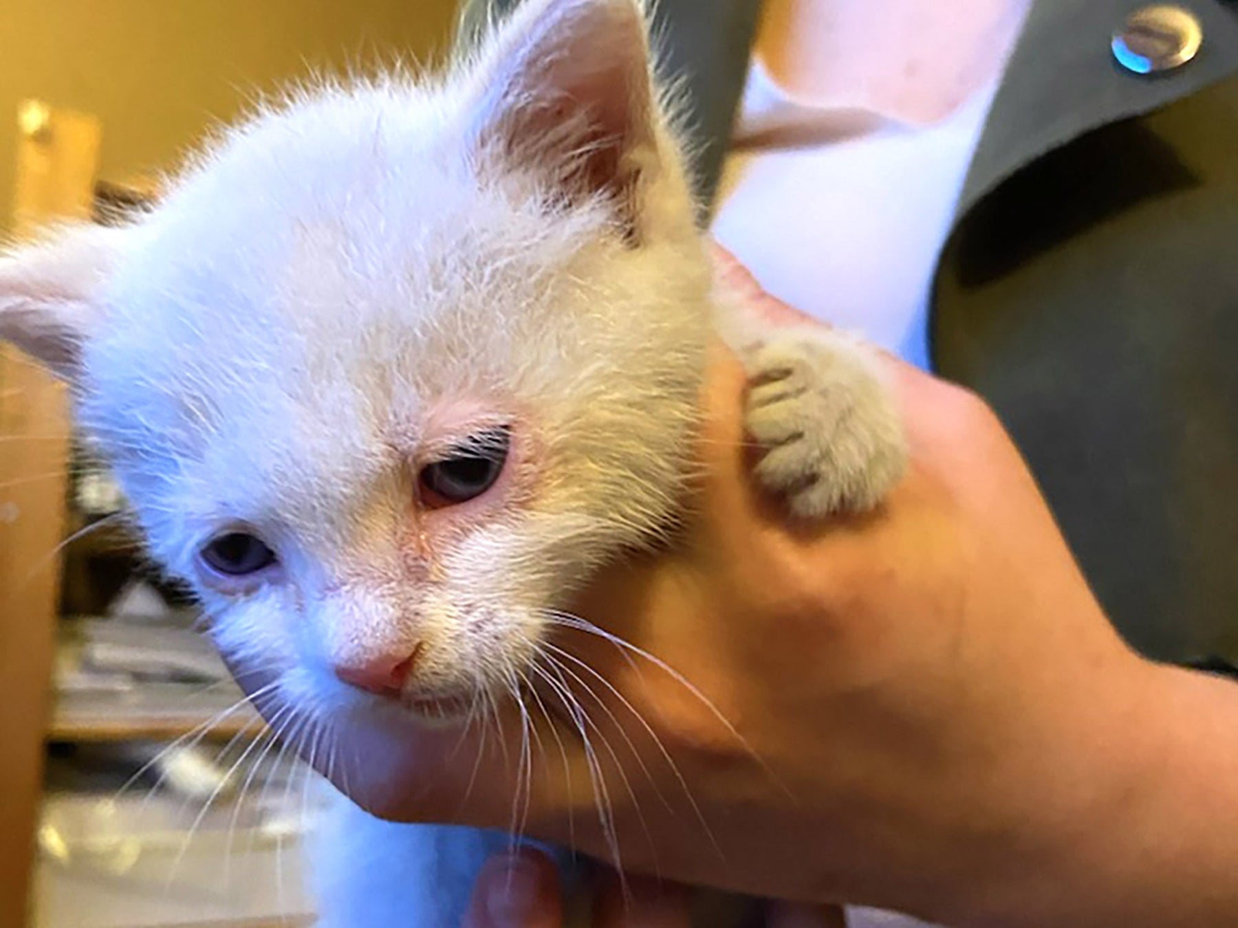 Des invités surprise chez Tissus Papi 🐱 - tissuspipi.com